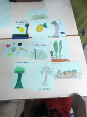 Dessins plantes médicinales de Mayotte 