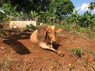 La vache mahoraise