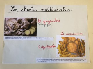 Le gingembre et le curcuma