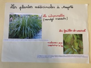 La citronnelle et le corosol